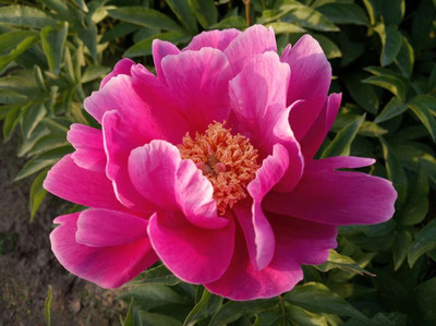 芍藥提取物 高濃縮萃取與精細(xì)粉末應(yīng)用優(yōu)勢