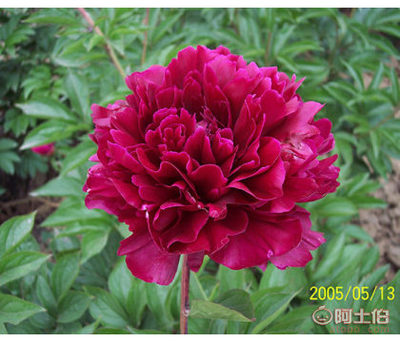 芍藥苗供應(yīng)商與批發(fā)價(jià)格詳解——菏澤市牡丹區(qū)齊天牡丹種植專業(yè)合作社