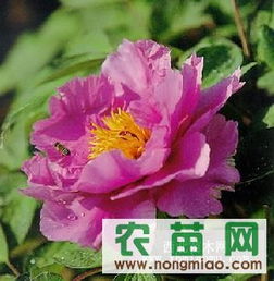 優(yōu)質(zhì)牡丹供應(yīng)指南 廠商、指導(dǎo)價(jià)與選購策略