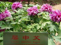 菏澤牡丹 單花精品照與優質苗木的完美結合